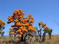 Moodjar trees represented the spirits of the old people. "Once a year they come back and visit us, that's the flower," 