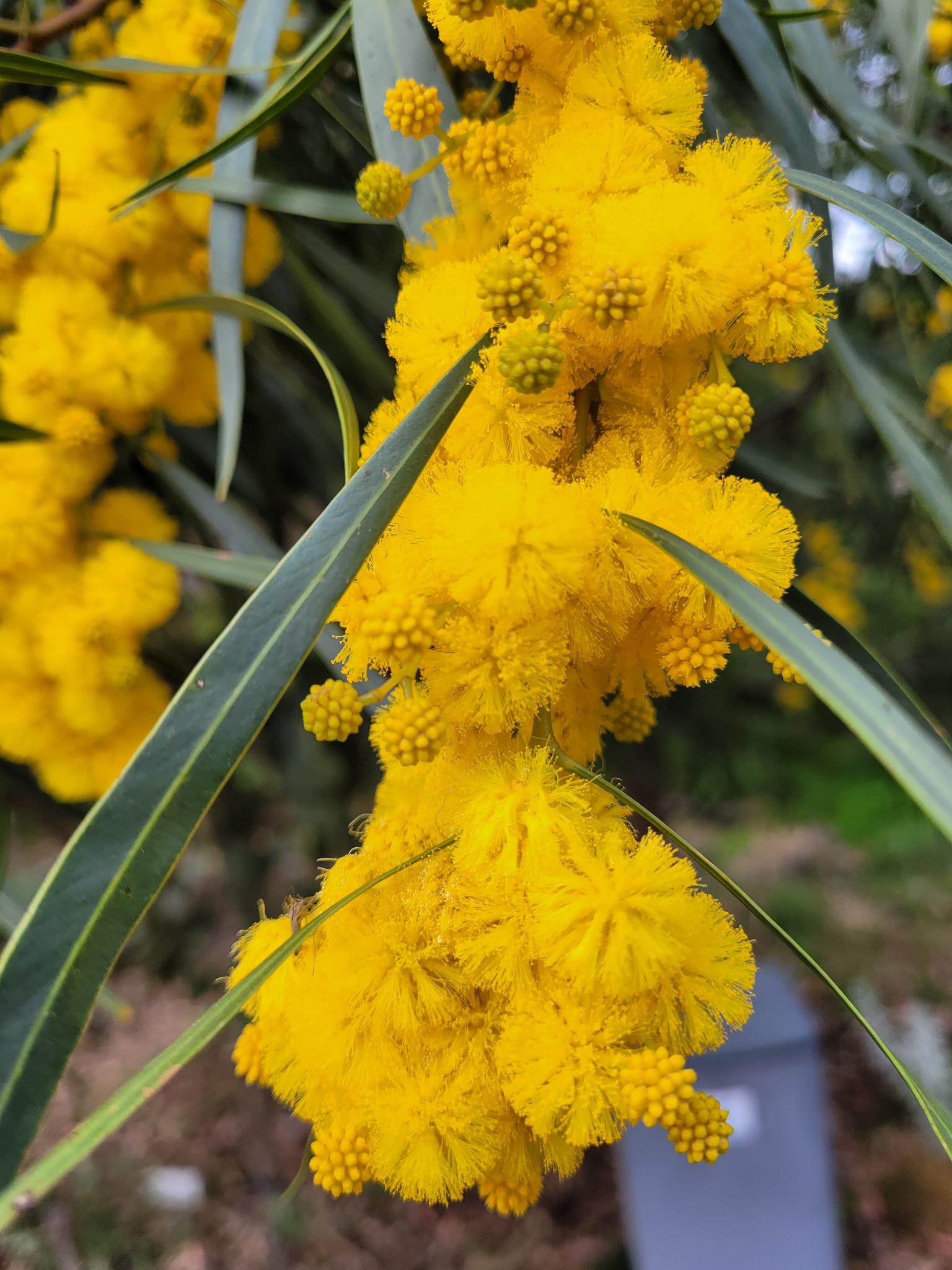 Spring has sprung, the weeds have ris, who knows where the wattles is.