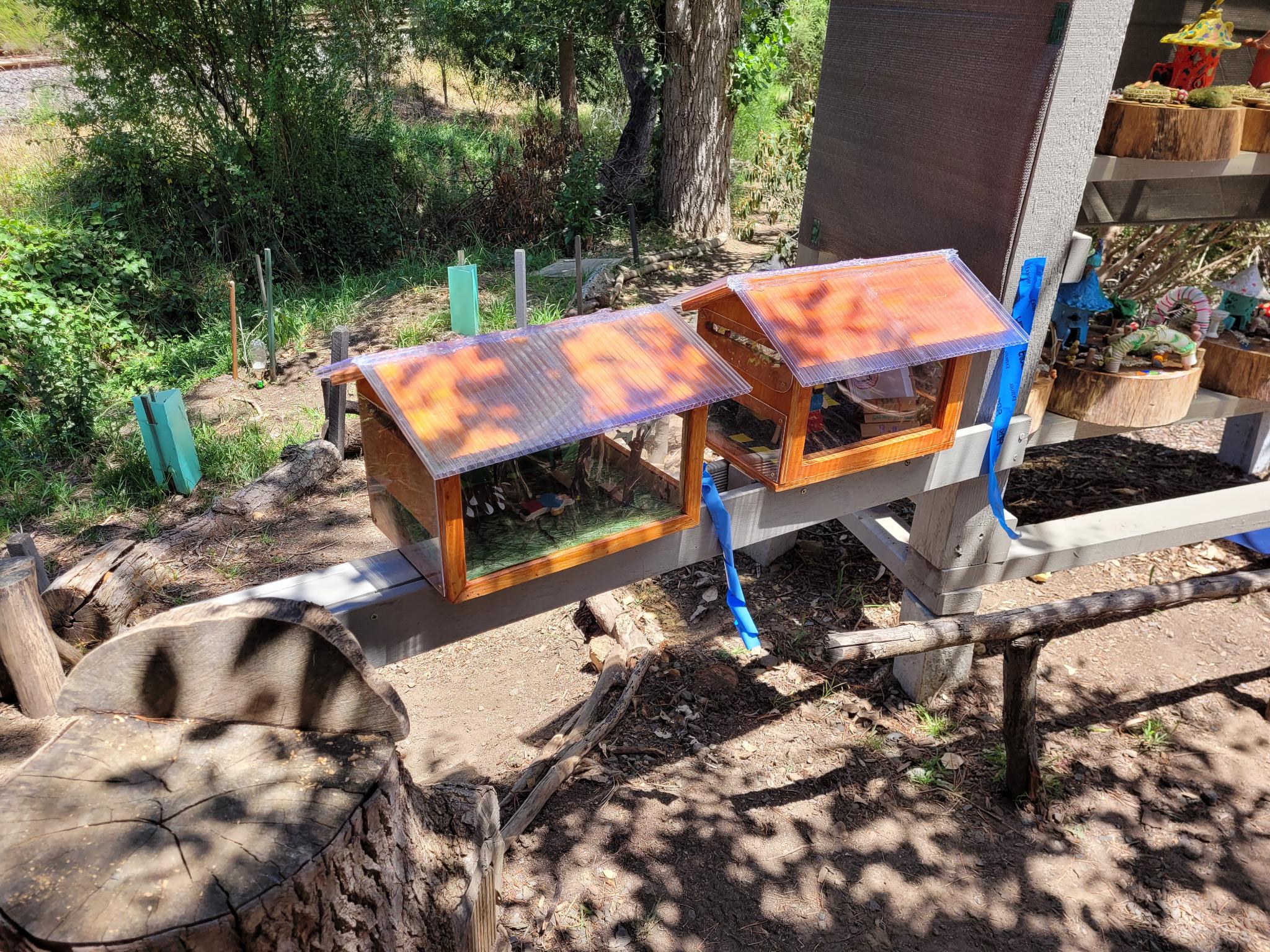 New additions in the Fairy Garden and a few early summer plants flowering in Sherwood Rd