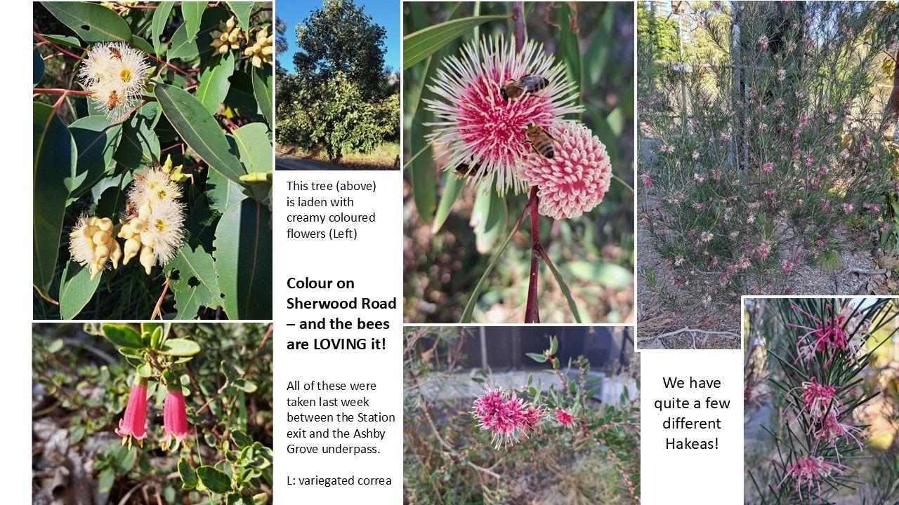 Newsletter Sunday 25 May 2025.