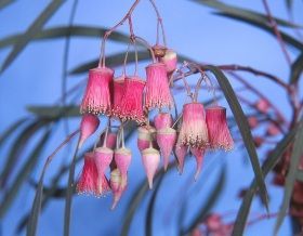 Bushland wildflower walks