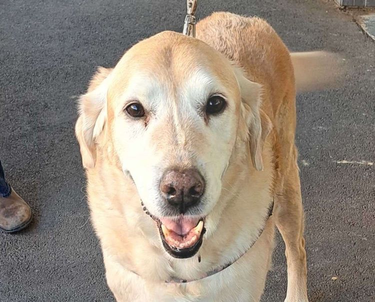 Dogs of Eaglemont #84