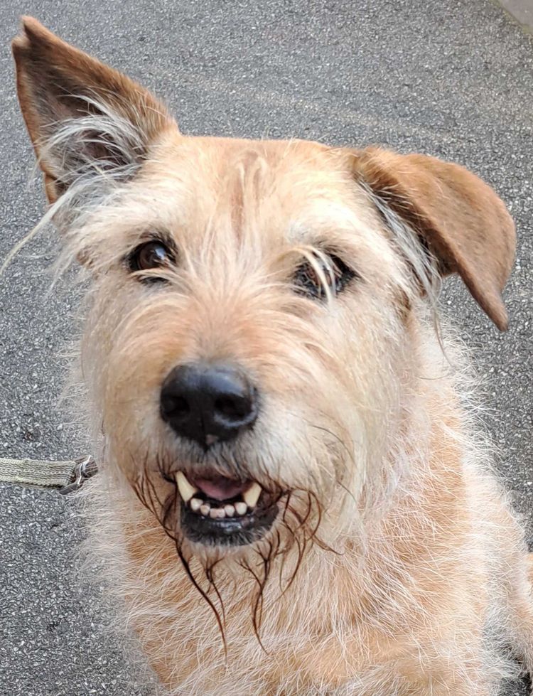 Dogs of Eaglemont #86