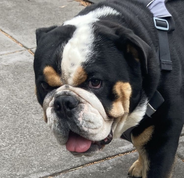 Dogs of Eaglemont #89