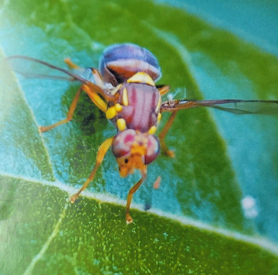 Queensland Fruit Fly - A Problem Coming For Home Gardeners