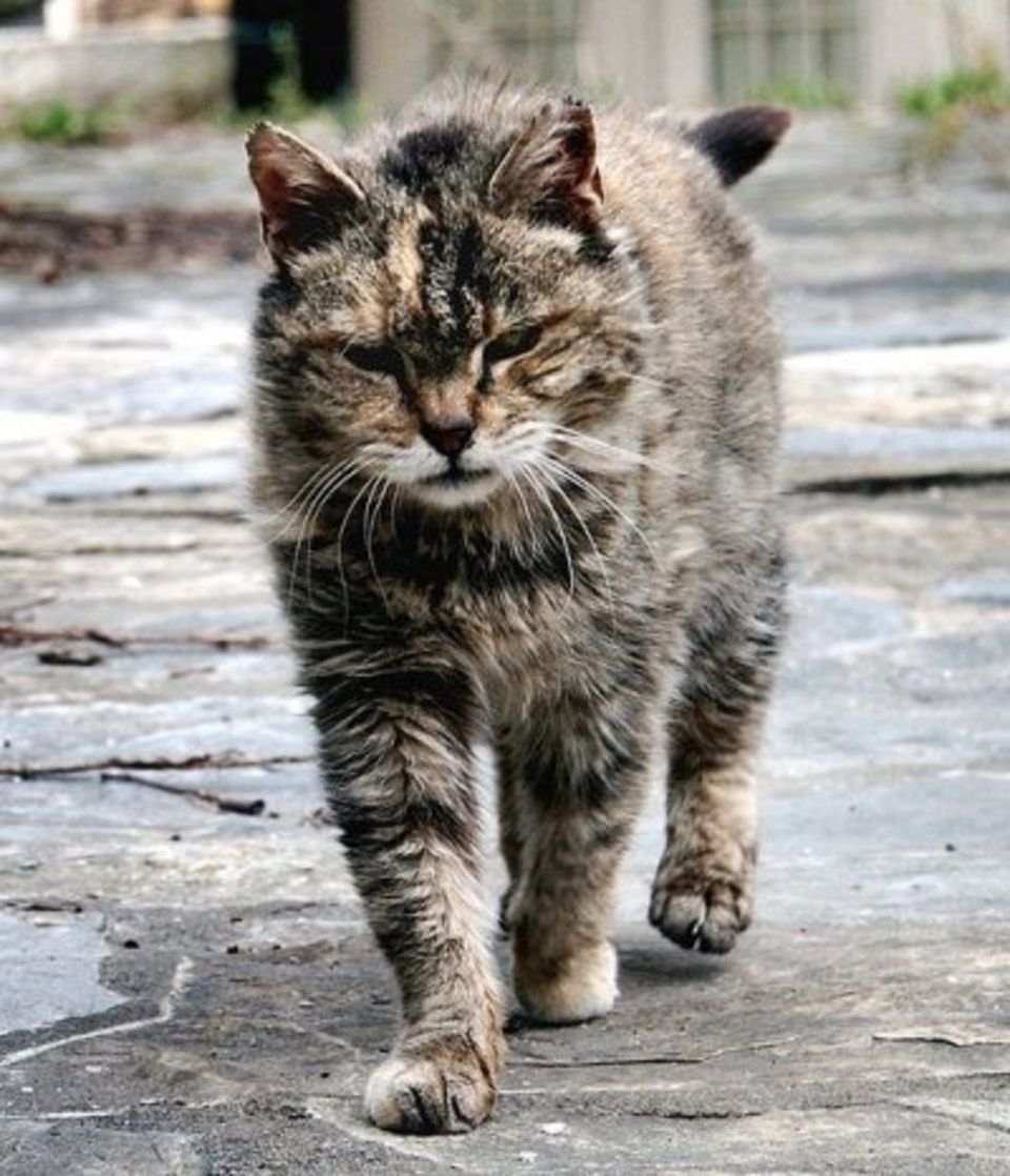 Monster Cat Stalked Eaglemont