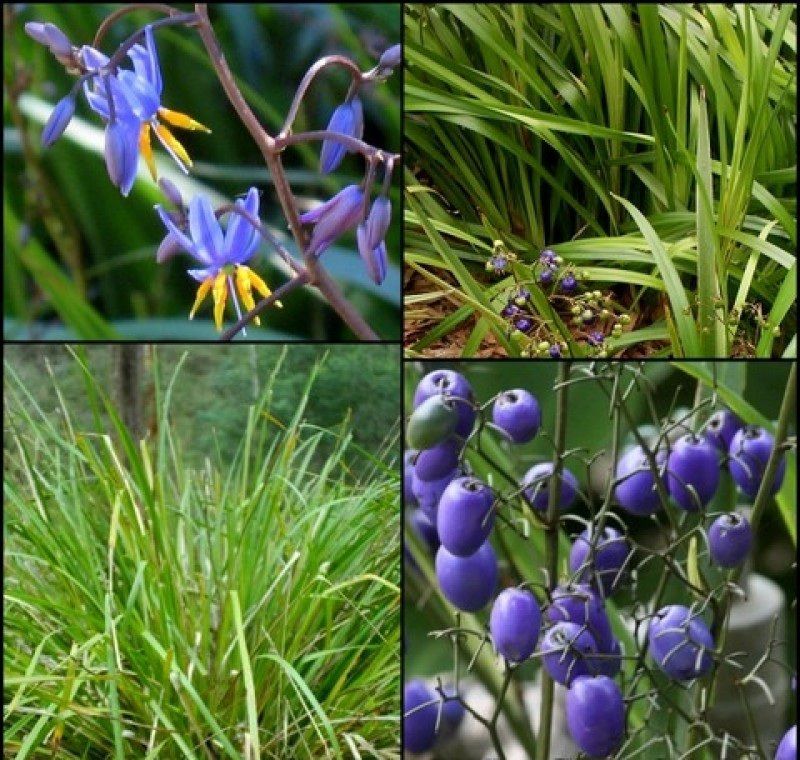 Buy one, get one free Voucher for indigenous plants from Banyule Council