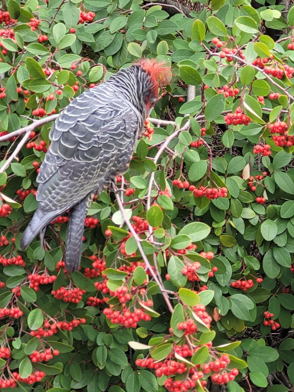 Cotoneaster (Cotoneaster Glaucophyllus)