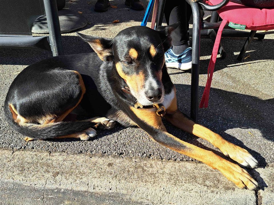 Dogs of Eaglemont # 81