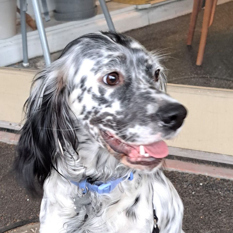 Dogs of Eaglemont #85