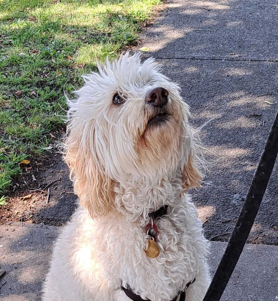 Dogs of Eaglemont #87