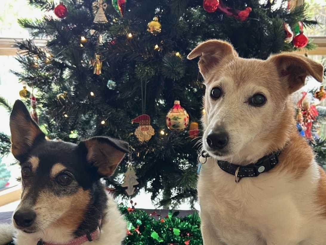 Dogs of Eaglemont #88