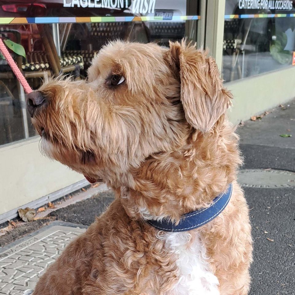 Dogs of Eaglemont #92